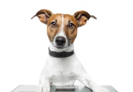 Dog Registration